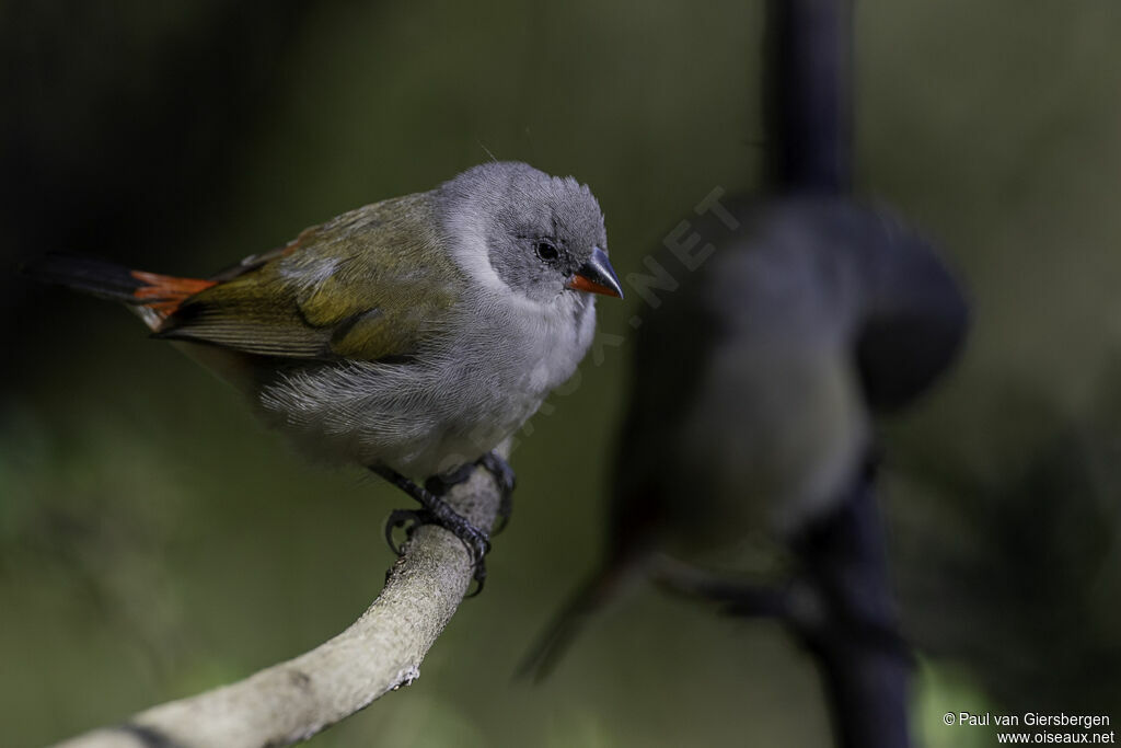 Swee Waxbill female adult