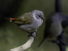 Swee Waxbill