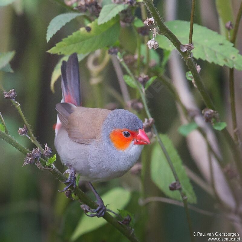 Orange-cheeked Waxbill