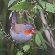 Orange-cheeked Waxbill