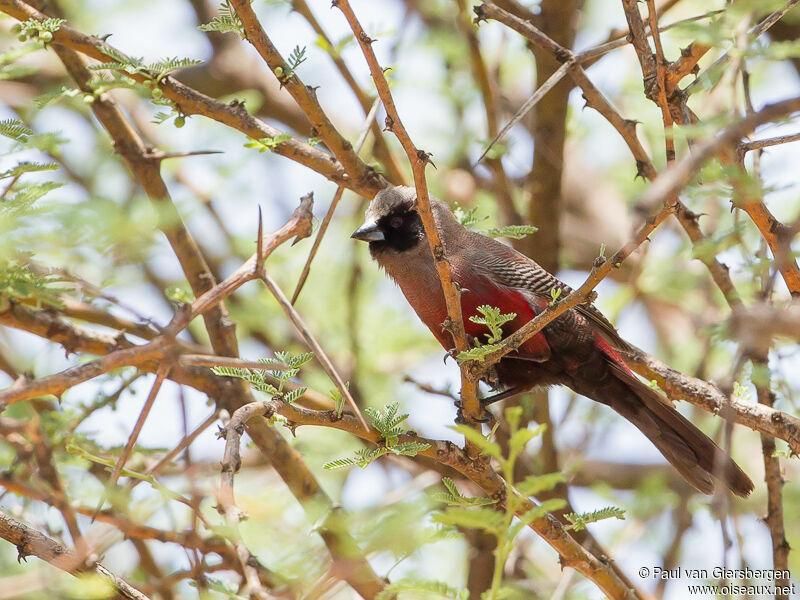 Black-faced Waxbill