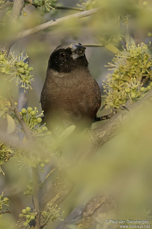 Black-faced Waxbilladult