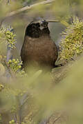 Black-faced Waxbill