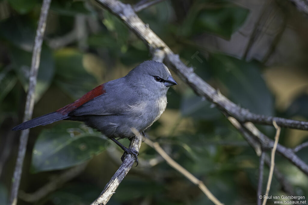 Grey Waxbilladult