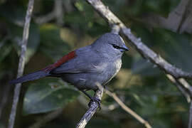 Grey Waxbill