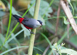 Black-headed Waxbill