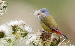 Yellow-bellied Waxbill