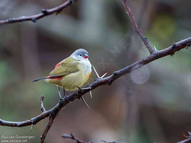 Yellow-bellied Waxbilladult, identification