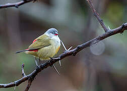 Yellow-bellied Waxbill