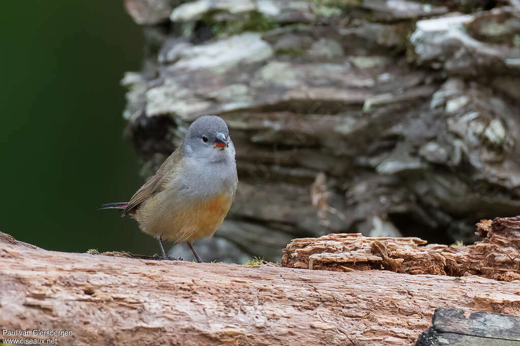 Yellow-bellied Waxbill