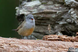 Yellow-bellied Waxbill