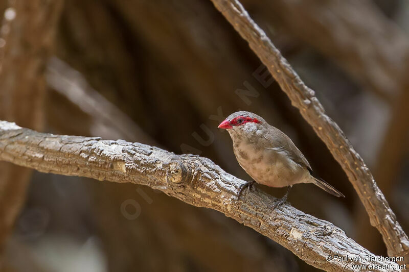 Black-rumped Waxbill