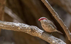 Black-rumped Waxbill