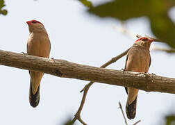 Black-rumped Waxbill