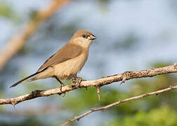 Black-rumped Waxbill