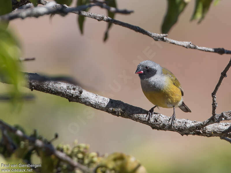 Angola Waxbill