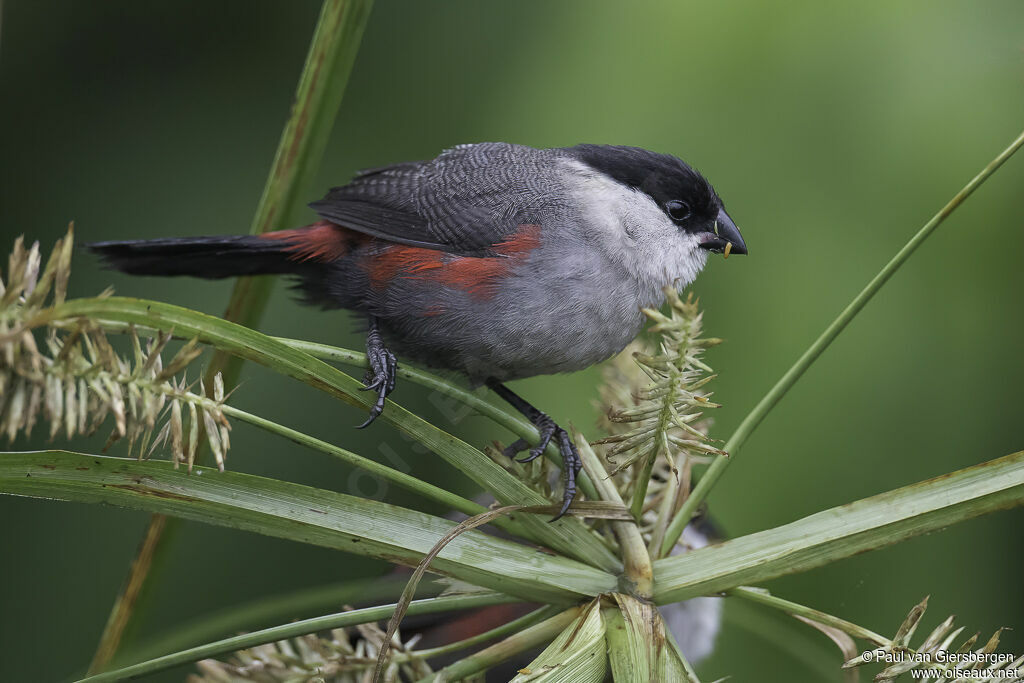 Kandt's Waxbilladult