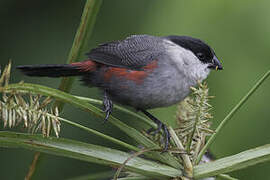 Kandt's Waxbill