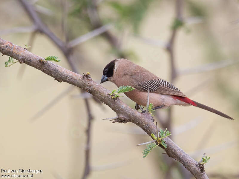 Black-cheeked Waxbill male adult, identification