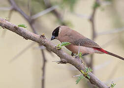 Black-cheeked Waxbill