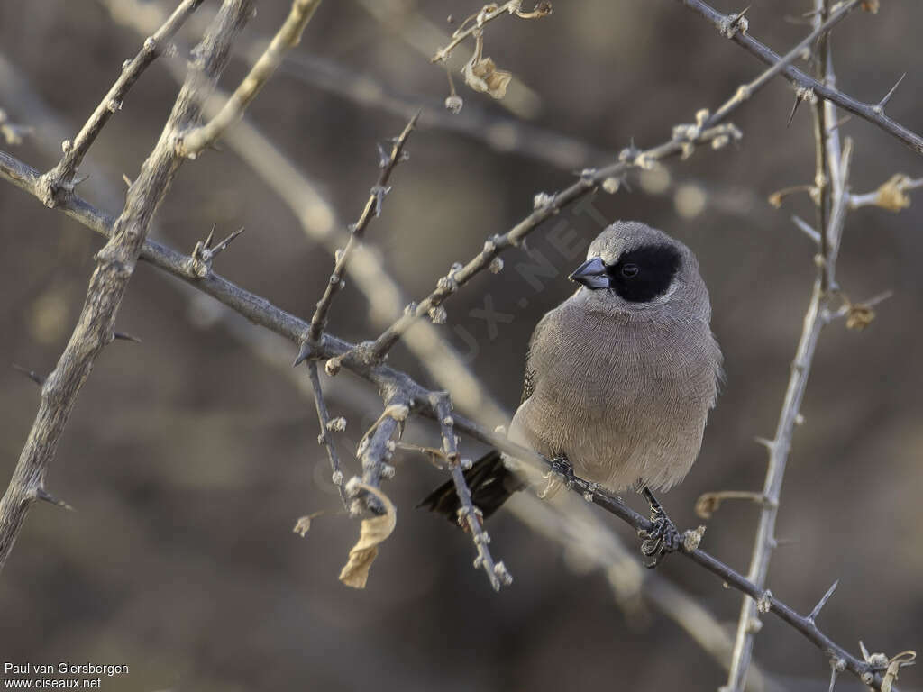 Black-cheeked Waxbilladult, close-up portrait