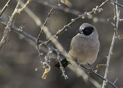 Black-cheeked Waxbill