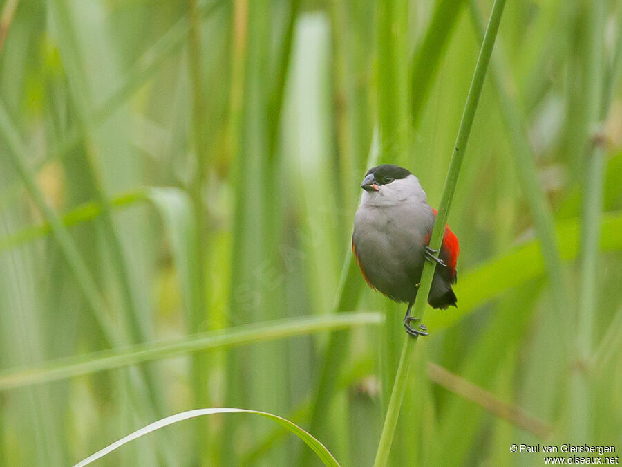 Black-crowned Waxbilladult