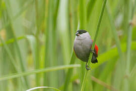 Black-crowned Waxbill