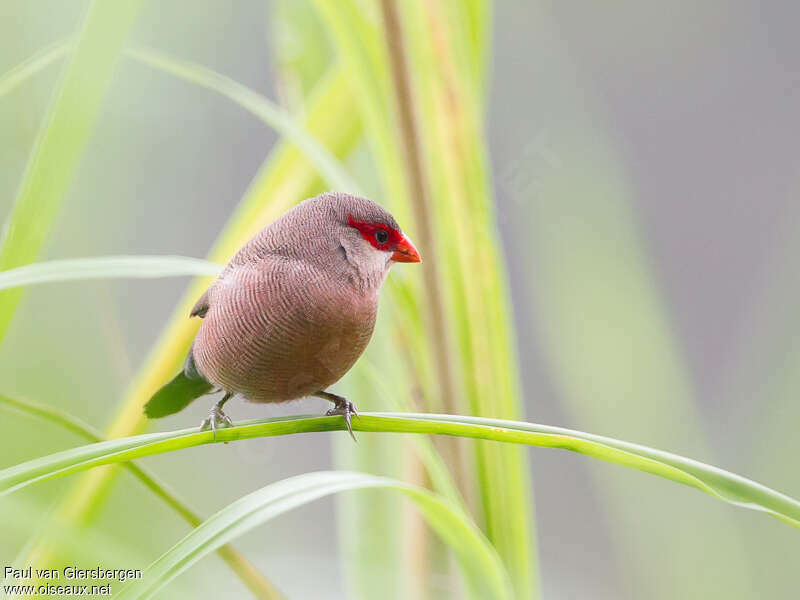 Common Waxbilladult, habitat, pigmentation