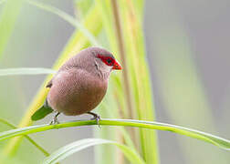 Common Waxbill