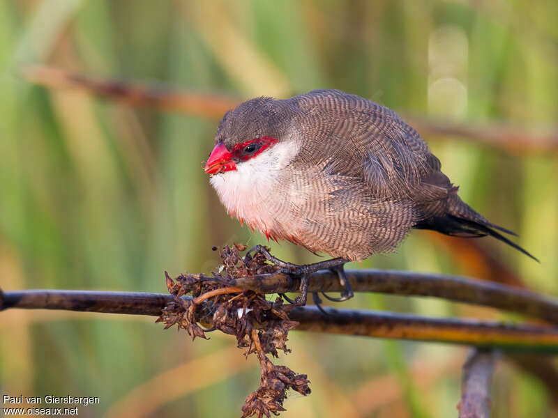Common Waxbilladult, identification, feeding habits, eats
