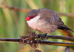 Common Waxbill