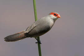 Common Waxbill