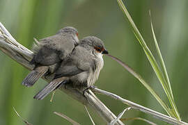 Common Waxbill