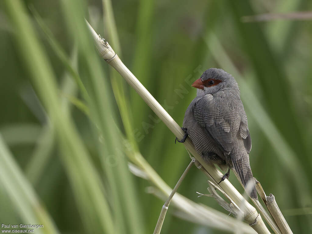 Common Waxbilladult