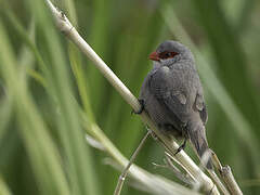 Common Waxbill