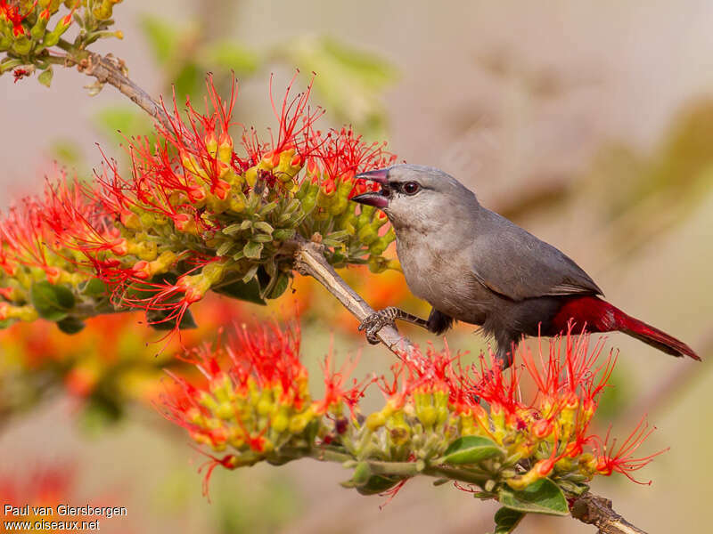 Lavender Waxbilladult, feeding habits