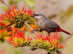 Lavender Waxbill