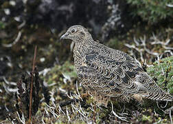 Rufous-bellied Seedsnipe