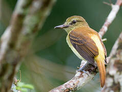 Bright-rumped Attila