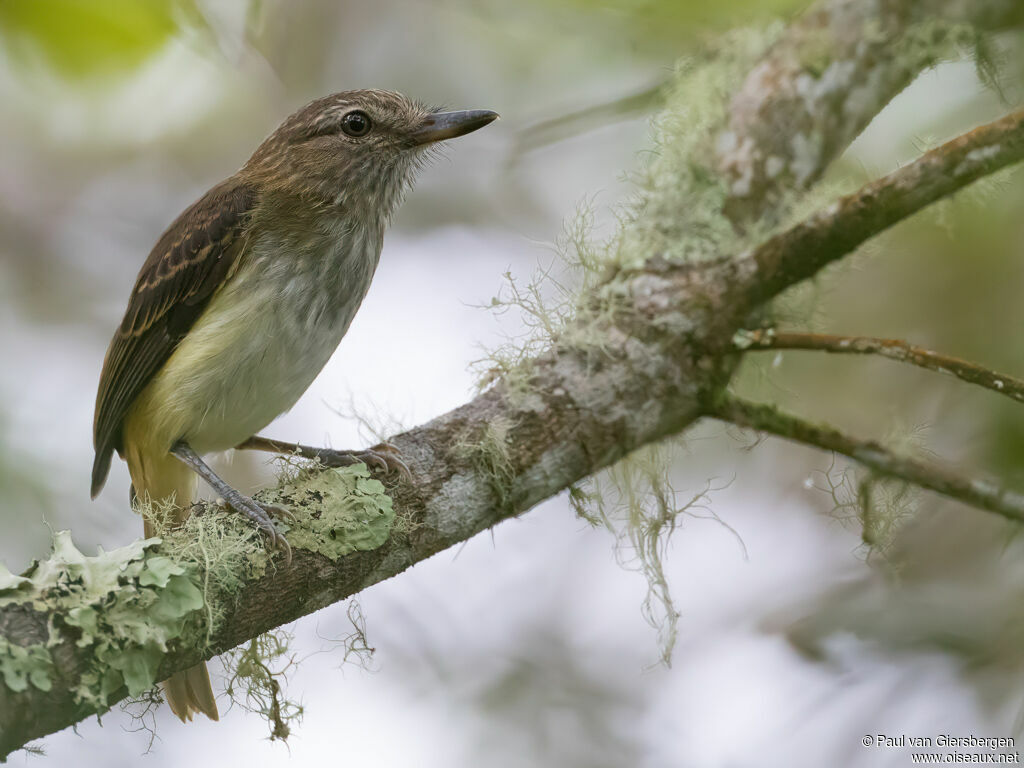 Bright-rumped Attilaadult