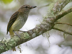 Bright-rumped Attila