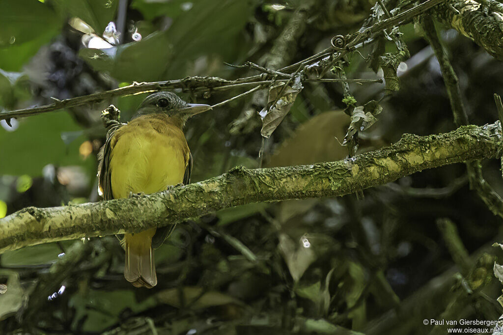 Citron-bellied Attilaadult