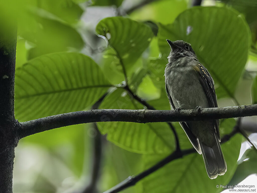 Cinereous Mourneradult