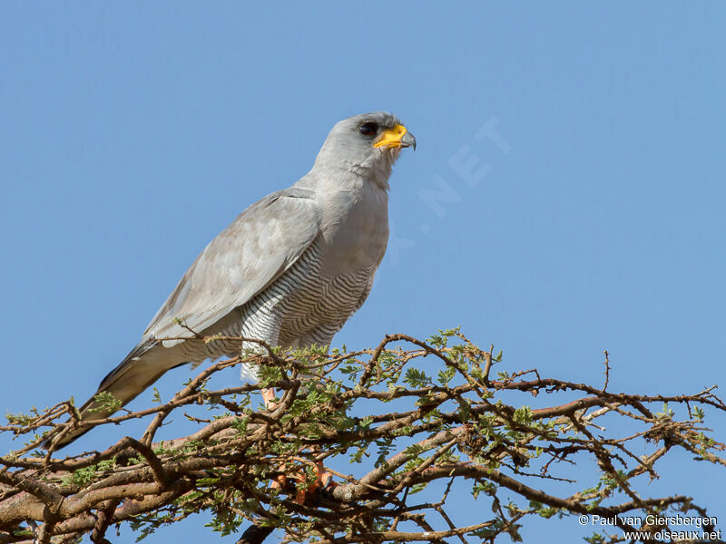 Eastern Chanting Goshawkadult