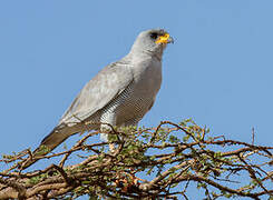 Eastern Chanting Goshawk