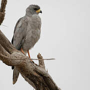 Eastern Chanting Goshawk