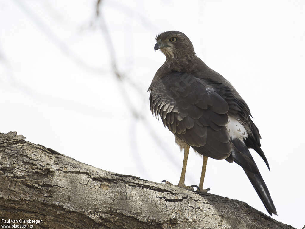 Autour à ailes grisesimmature