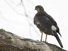 Eastern Chanting Goshawk