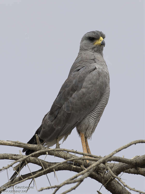 Eastern Chanting Goshawkadult, identification